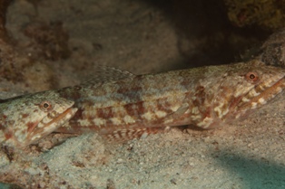 Synodus Dermatogenys